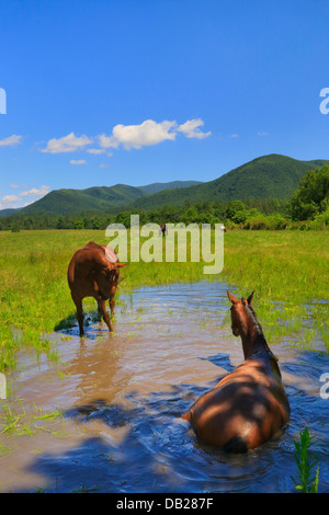 Pferde, die Abkühlung, Cades Cove, Great Smoky Mountains National Park, Tennessee, USA Stockfoto