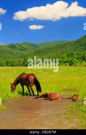 Pferde, die Abkühlung, Cades Cove, Great Smoky Mountains National Park, Tennessee, USA Stockfoto