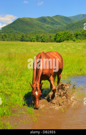 Pferde, die Abkühlung, Cades Cove, Great Smoky Mountains National Park, Tennessee, USA Stockfoto