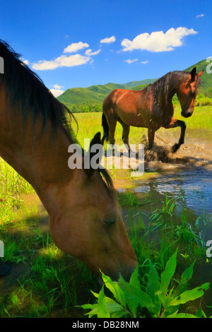 Pferde, die Abkühlung, Cades Cove, Great Smoky Mountains National Park, Tennessee, USA Stockfoto