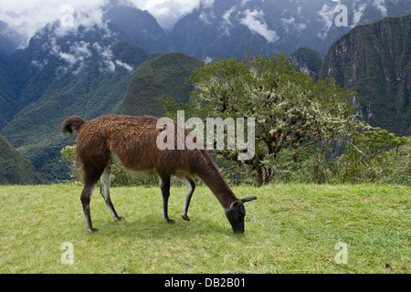 Porträt eines Bewohners llama Beweidung auf Machu Picchu, Cuzco, Peru Stockfoto