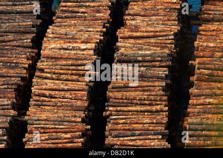 Bestände der Ausfuhr anmeldet, Port Chalmers, Dunedin, Otago, Südinsel, Neuseeland Stockfoto