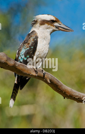 Laughing Kookaburra, "Dacelo Novaeguineae", South Australia Stockfoto