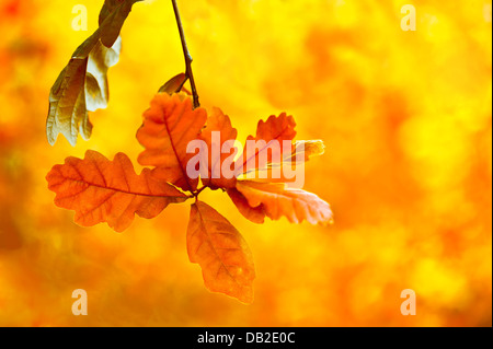 Schöne Herbst Hintergrund. Hellen Eichenlaub im herbstlichen Wald Blumenkarte Stockfoto