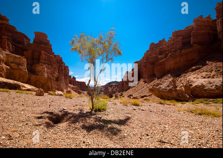 Wüste Pflanze Strauch Saxaul (Haloxylon) wächst unter Felsformationen am Tscharyn Canyon unter blauem Himmel. Kasachstan Stockfoto