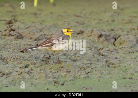 Citrin Bachstelze (Motacilla Citreola) Stockfoto