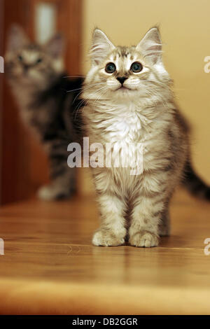 (Dpa-Datei) - das Bild zeigt zwei junge und Tabby norwegische Waldkatzen, Deutschland, 2006. Foto: Ronald Wittek Stockfoto