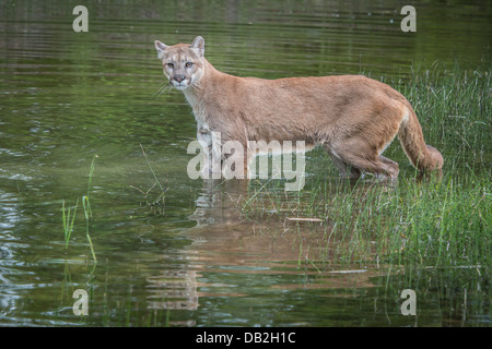 Berglöwen in Rivers Edge Stockfoto