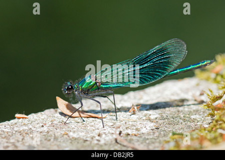 Männliche gebändert Prachtlibelle (Calopteryx Splendens) Sommer Uk Stockfoto