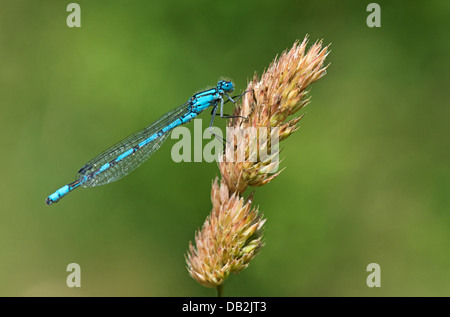 Weibliche gemeinsame Blue Damselfly (Enallagma Cyathigerum) Sommer. UK Stockfoto