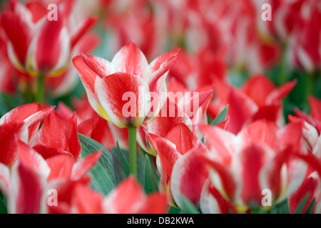 Tulpe Blumen, Gardens by the Bay, Singapur. Stockfoto