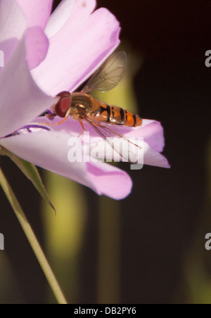 Schwebfliege Stockfoto