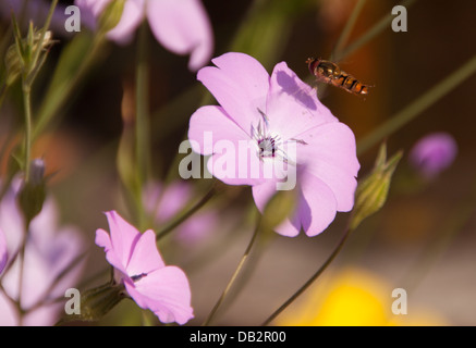 Schwebfliege Stockfoto