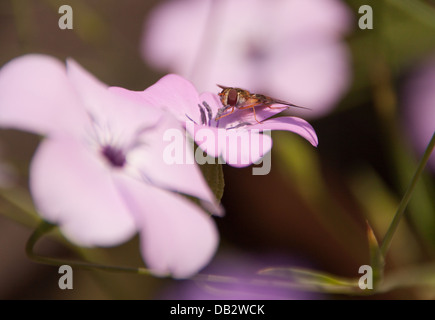 Schwebfliege Stockfoto