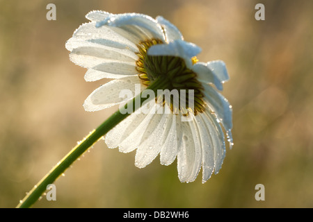 Kamille auf einer Wiese in Tautropfen Stockfoto