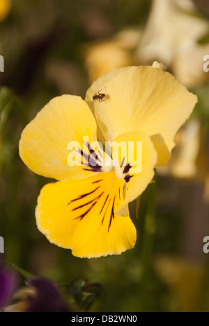 Schwarzer Garten Ant - Lasius Niger Nektar aus einem Stiefmütterchen zu stehlen. Stockfoto