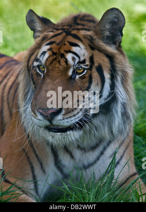 Rajiv, reinrassiger Bengal/sibirische Tiger (Panthera Tigris) männlich, Isle Of Wight Zoo, Sandown, Isle Of Wight, England Stockfoto