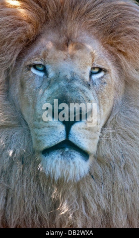Casper, afrikanische weiße Löwe männlich (Panthera Leo), Isle Of Wight Zoo, Sandown, Isle Of Wight, England Stockfoto