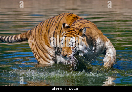 Aysha, weiblichen Bengal-Tiger (Panthera Tigris Tigris), Isle Of Wight Zoo, Sandown, Isle Of Wight, England Stockfoto