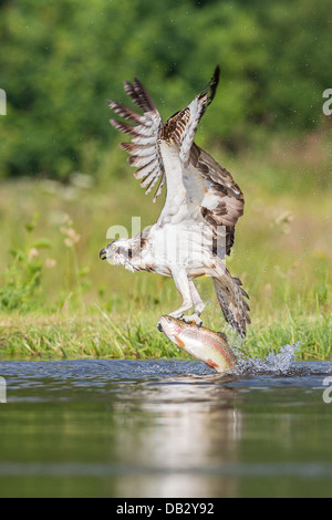 Fischadler (Pandion Haliaetus) Angeln und fangen eine Forelle in Aviemore, Cairngorms, Schottland Stockfoto