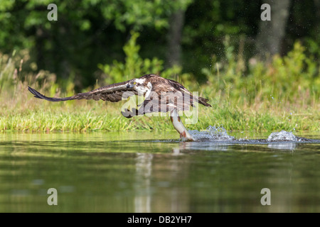 Fischadler (Pandion Haliaetus) Angeln und fangen eine Forelle in Aviemore, Cairngorms, Schottland Stockfoto