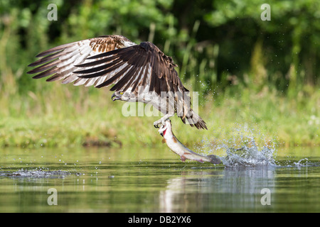 Fischadler (Pandion Haliaetus) Angeln und fangen eine Forelle in Aviemore, Cairngorms, Schottland Stockfoto