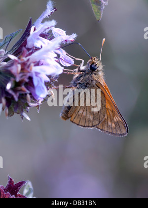 Eine große Skipper Butterfly (Ochlodes Venata) Nectaring auf einer Distel Blume Stockfoto