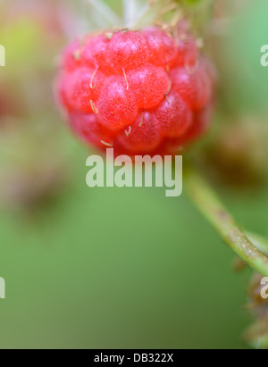 Himbeer-Nahaufnahme Stockfoto