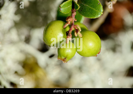 Bush Preiselbeeren mit grünen Preiselbeere Stockfoto