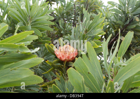 Eingeborene protea in voller Blüte, Provinz Westkap, Südafrika Stockfoto