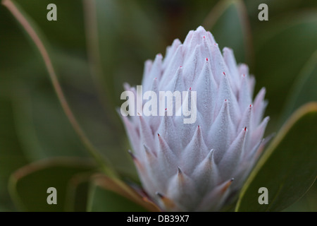 Eingeborene protea in voller Blüte, Provinz Westkap, Südafrika Stockfoto