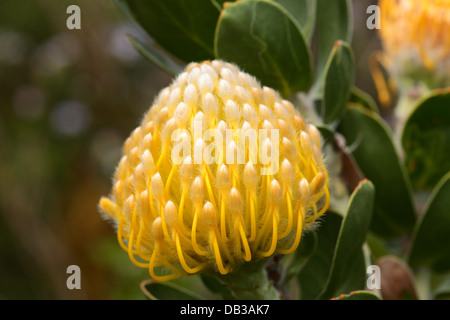 Indigene Leucospermum in voller Blüte, Provinz Westkap, Südafrika Stockfoto