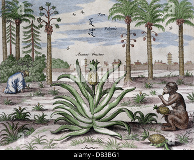 Athanasius Kircher (1601/1602-1680), deutscher Jesuit scholar. China monumentis, Qua Qua sacris profanis, 1667. Palm und Ananas Stockfoto