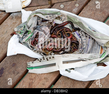 Lug-Würmer winden in Zeitung Stockfoto