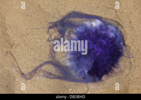 Blaue Qualle Cyanea lamarckii Stockfoto