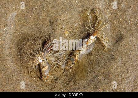 Sand Mason Worms - Lanice conchilega Stockfoto