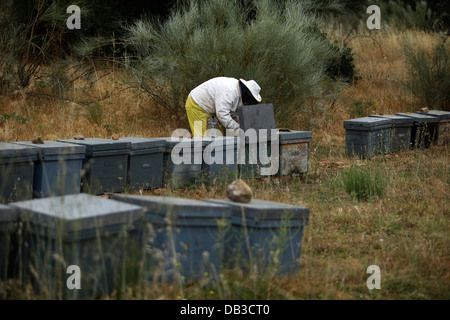 Ein Puremiel, ein Honig-Unternehmen, das produziert Bio rohen-Honig-Imker prüft Bienenstöcke im Puerto Serrano, Cadiz Stockfoto