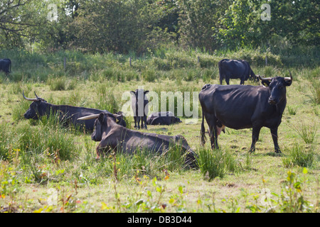 Welsh Black Rinder (Bos Taurus). Kälber und Kühe sitzen und kauen das Wiederkäuen. Native doppelten Zweck Rasse nach Wales. Stockfoto