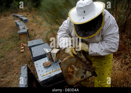 Ein Puremiel, ein Honig-Unternehmen, das produziert Bio rohen-Honig-Imker prüft Bienenstöcke Stockfoto