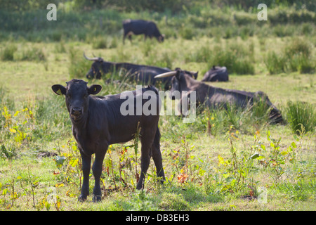 Welsh Black Rinder (Bos Taurus). Kälber und Kühe sitzen und kauen das Wiederkäuen. Native doppelten Zweck Rasse nach Wales. Stockfoto