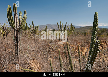 Kakteen-Wald in der Nähe von Samaipata, Bolivien, Südamerika Stockfoto