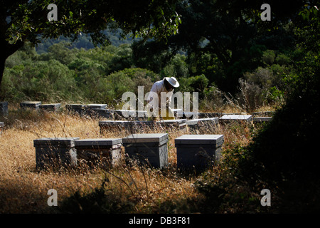 Ein Puremiel, ein Honig-Unternehmen, das produziert Bio rohen-Honig-Imker prüft Biene Boxen im Naturpark Alcornocales, Spanien Stockfoto