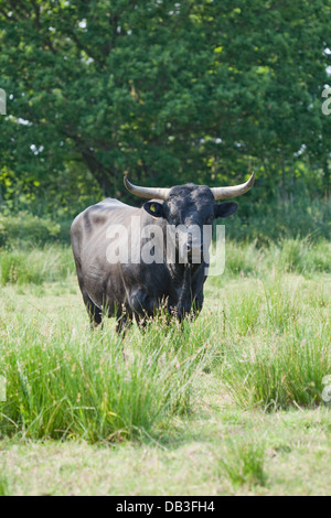 Welsh Black Rinder (Bos Taurus). Bull. Eine gutmütige Rasse-nicht alle Bullen müssen in der Nase beringt werden. Stockfoto