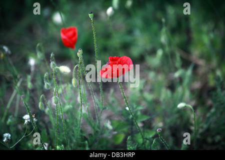Wilde leuchtend roter Mohn Blumen