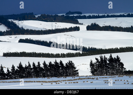 Schafe, verschneiten Ackerland und Windschutz auf Maungatua, in der Nähe von Dunedin, Otago, Südinsel, Neuseeland Stockfoto