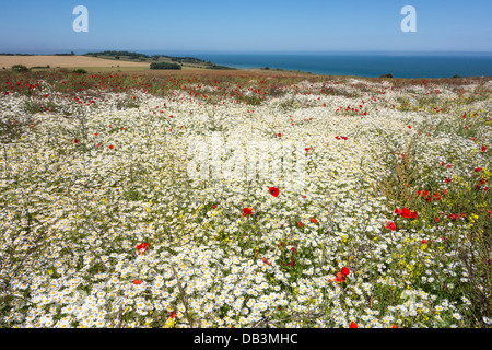 Bereich der weißen Margeriten und rote Mohnblumen Clifftop Ansicht Stockfoto