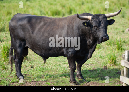 Welsh Black Rinder (Bos Taurus). Bull. Eine gutmütige Rasse-nicht alle Bullen müssen in der Nase beringt werden. Stockfoto