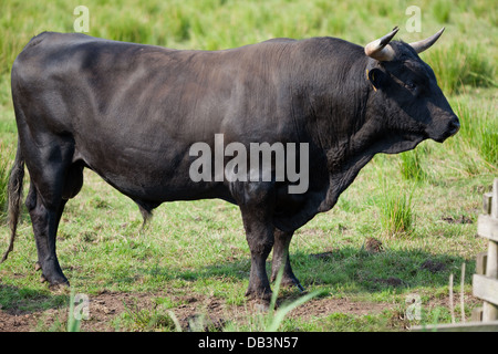 Welsh Black Rinder (Bos Taurus). Bull. Eine gutmütige Rasse-nicht alle Bullen müssen in der Nase beringt werden. Stockfoto