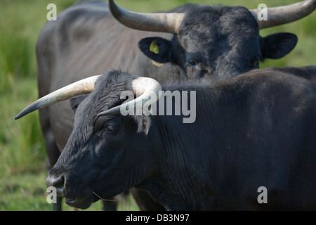 Welsh Black Rinder (Bos Taurus). Der Stier hinter, tendenziell weiter verbreitet Hörner als Kühe, vorne. Stockfoto