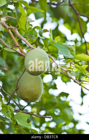 Bael im Wald Stockfoto